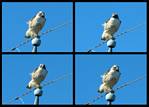 (06) red-tailed hawk montage.jpg    (1000x720)    236 KB                              click to see enlarged picture